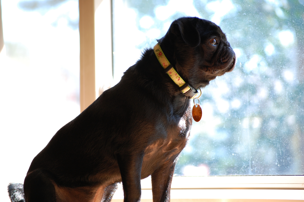 Pepper