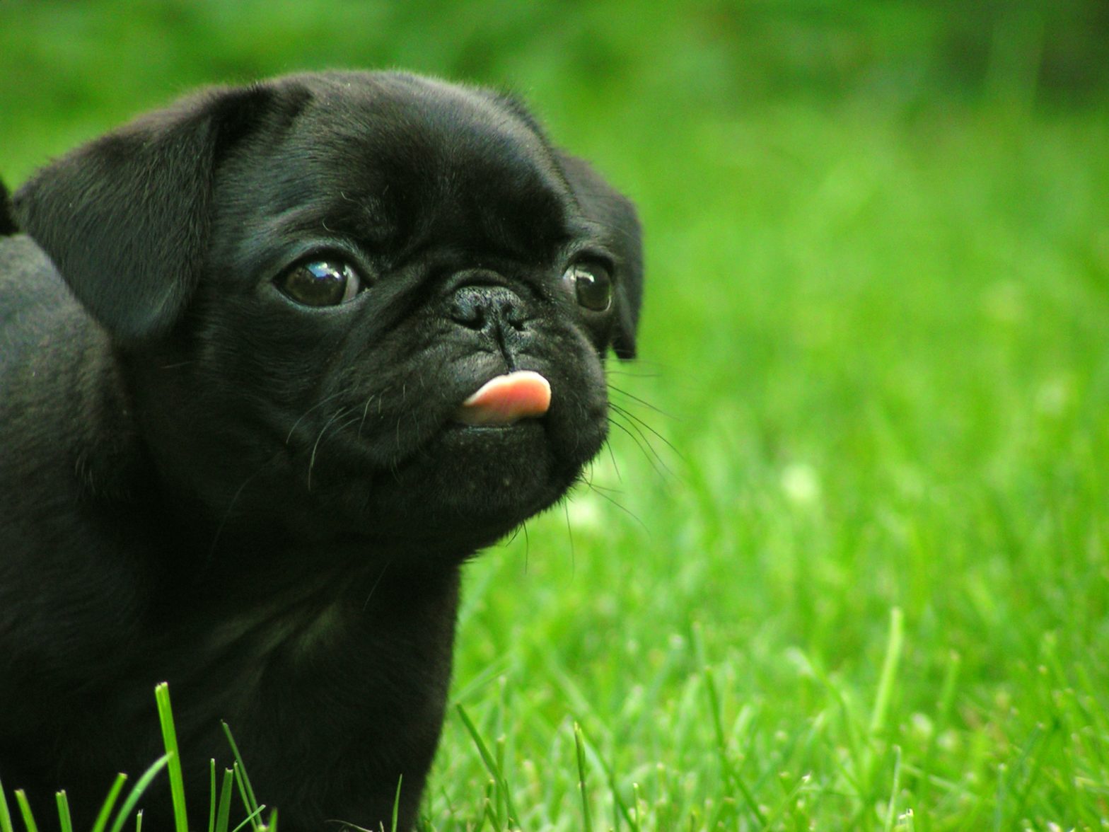 Pepper the black Pug puppy! [DO NO STEAL THIS!]