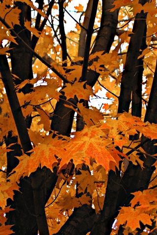 iPhone Wallpaper: Fall Leaves