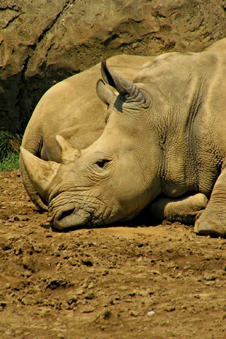 iPhone Wallpaper: Rhino