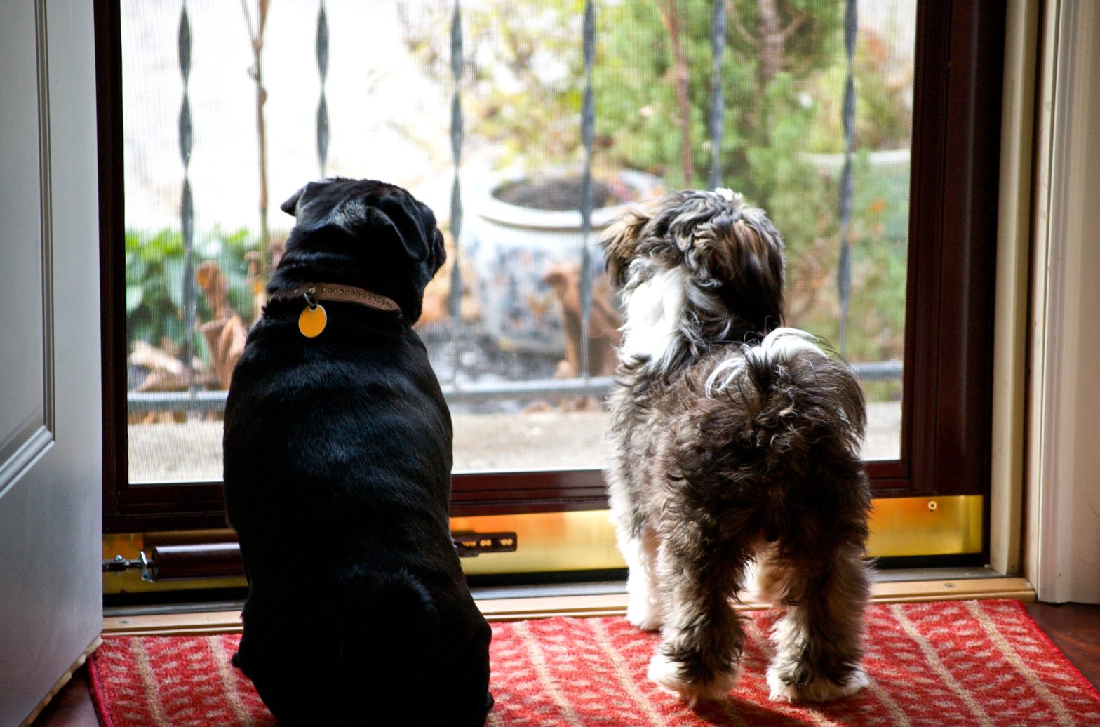 Pug and Scoot