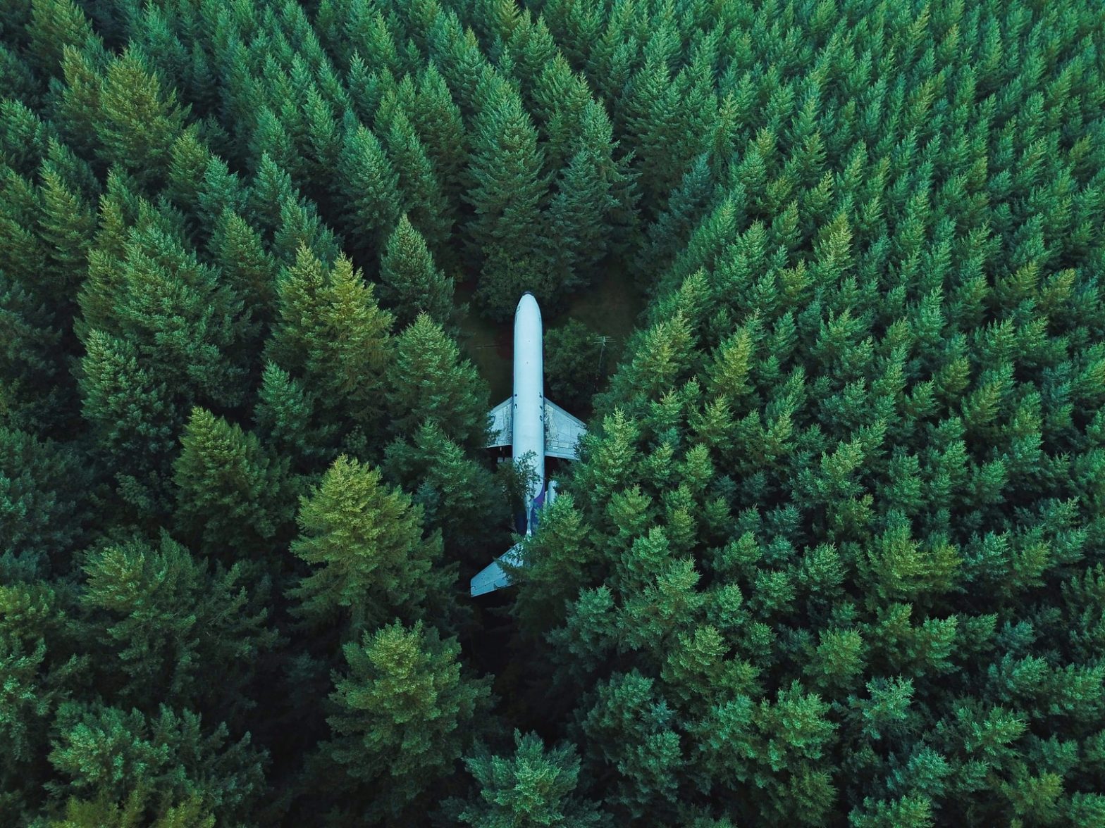 airplane on ground surrounded with trees